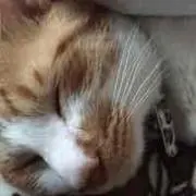 かずりん