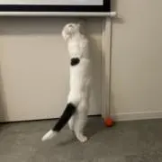 9☆の画像