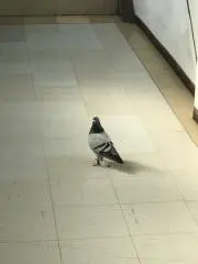 マシャ