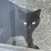 のりにゃんの画像