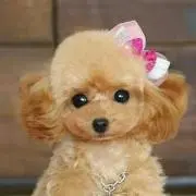 cococoの画像