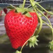 もえぴ