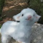 真我の画像