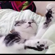 ちったー