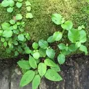 リーフ