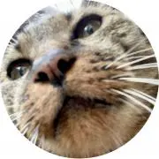 catの画像