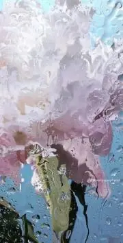 ちょこの画像
