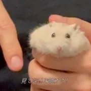 ぽの画像