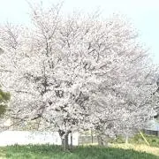 *ちょこ*［即購入OK］の画像