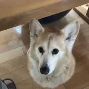 ぐぅの画像