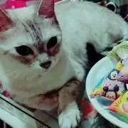 お値下げ 発送日相談可能！の画像