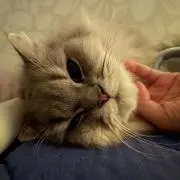 ぽっちゃまの画像