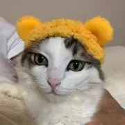 茶助