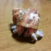 【プロフ必読】エスパーニャの画像