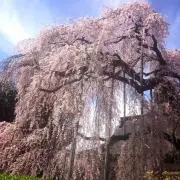 Haluの画像