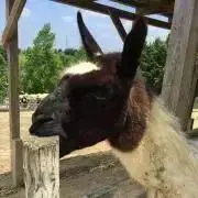 あるぱかの画像