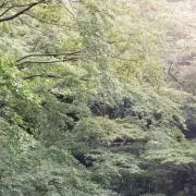 Aの画像