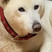 siroの画像
