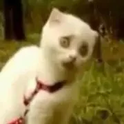 ツヨシ