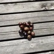 もあ