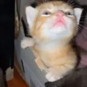 タ