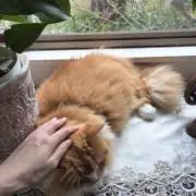 ミの者