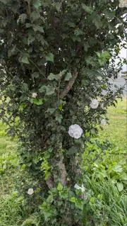 お姫様ロココ調雑貨プロフィール必読の画像