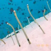 まるの画像
