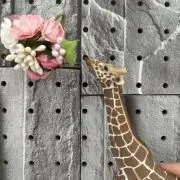 Poyoomの画像