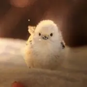 かちゃこの画像