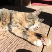 Moxの画像