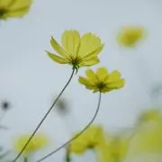 貸したままのギターの画像