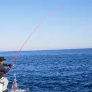 魚紳