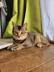 カフェモカの画像