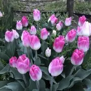 happy777の画像