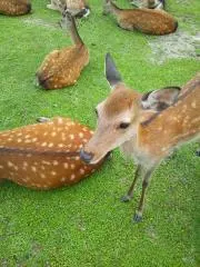 ふみ244の画像