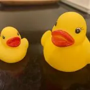 さらの画像