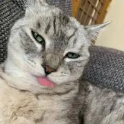 ドラちゃん( ¨̮ )︎︎❤︎︎の画像