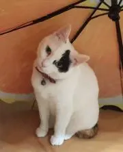 ビッケ