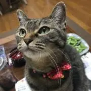 ワルワル
