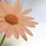 beruの画像