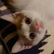 きなこ