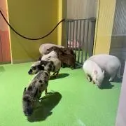 momの画像