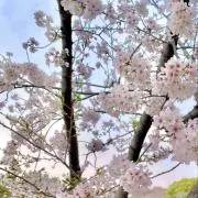 まゆの画像