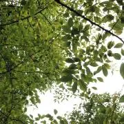 ちるの画像