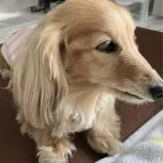 メルママの画像