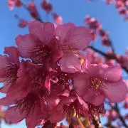 桜@11日まで期間限定値下げ中の画像