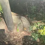 れもんの画像