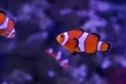 てけの画像