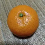 みっちゃんの画像